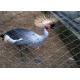 AISI316 Protection X- Tend Hand Woven Stainless Steel Bird Mesh Anodized Surface Treatment