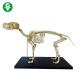 Dog Canine Skeleton Animal Anatomy Models Human Biology Teaching 2.5 kg