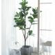 ODM 200cm Height Artificial Potted Floor Plants Fiddle Ficus