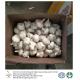 China fresh garlic export to Brazil by Pioneer garlic group. 6.0 cm normal white garlic.