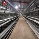 Modern Automatic Broiler Chicken Farming Equipment H Type Poultry Broiler Cage for Nigeria