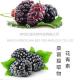 100% pure natural Mulberry Fruit Extract/ Mulberry Extract powder