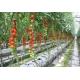 Strong Structure Multi Span Greenhouse , Plastic Tomato Greenhouse Section 4m