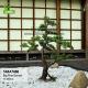 Indoor Decoration Anti Fading Artificial Black Pine Bonsai Real Touch