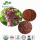 New Type,High Efficient and Delicated Grape Seed Extract