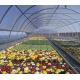 Anti-Drip Fogging Film Greenhouse for Flowers Temporary Heating Method Included