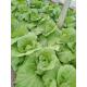 Good Taste Chinese Green Cabbage Cruciferous Vegetabless Apply To Supermarket