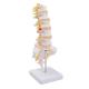 Lumbar Vertebrae Spinal Column Anatomical Skeleton Model For Medical Demonstration Life Size