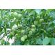 Clear Chinese Green Plum Juice Concentrate, 65 brix, tart acid