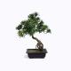 Ideal Imitation Bonsai Trees Rejuvenating Lush Fronds For Harried Modern Lifestyle