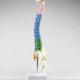 40cm Spine Colored Pelvic Vertebral Column Model 1.0 Kg