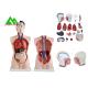 Medical Dual Sex Human Torso Anatomy Model With Head Clear Structure