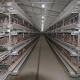 4tier H Type 128 Birds Chicken Layer Cage With Belt Automatic Cleaning System