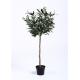 Rejuvenating Olive Tree Bonsai Regal Stature Command Attention Environmental Artificial