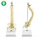40CM Suspended Spine Skeleton Model Cord Nerve Roots Vertebra Artery Included
