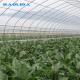 Agricultural PE Film Polyethylene Plastic Sheeting Greenhouse Commercial