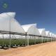 Saw Tooth Roof Vents Span Plastic Film Greenhouse For Tropical Climate