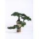 H125cm Bonsai Pine Tree Curved Branch Stunning Wonderfully Crafted Without Pot
