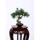 28cm Bonsai Pine Tree 100% Botanically Accurate Structure Traditionally Bright Spot