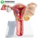 Female Reproductive System Anatomy Model Genitourinary Medical Teaching
