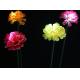 LED Simulation Carnation Lights Park Lawn, Beautiful Display, Decorative