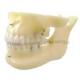 Dental Oral dentistry practice model teaching training material imitation bone simulation oral model