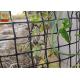 HDPE Garden Climbing Plant Support Netting , Garden Mesh Netting , Garden Plastic Mesh Fencing , Black Color