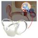 Human Skeleton Cochlea Inner Ear Cranial Nerve Rehabilitation Anatomical