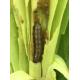 Active Ingredient Pest Virus And Bt Maize Crop Pesticides for Long Shelf Life Pest Management