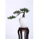 Podocarpus Artificial Pine Trees Outdoor Premium Grade Artificial Foliage Hand Made