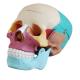 21cm Disarticulated Colored Skull Model For Studying Anatomy