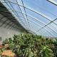 100.000kg Customization Flower Planting Drip Irrigation Vegetable Sunlight Greenhouse