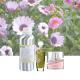 Pure Perfume Fragrance Oil And Concentrated Perfume Fragrance