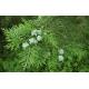 Chinese Arborvitae Twig Platycladus orientalis L Franco twig and leaves medicinal herbal medicine