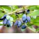 anthocyanin sweetberry Honeysuckle Extract/.Lonicera Caerulea P.E.