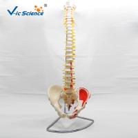 Medical Real Human Skeleton Model Vertebral Column With Pelvis And Painted Muscles
