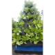 Wholesale Factory Price Aeroponic cultivation vegetables in multispan greenhouse for sale