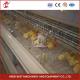 Q235 Steel Poultry Farming Equipment H Type Automatic Pullet Brooding Cage Mia