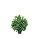 Potted Plant Evergreen Artificial Fortune Tree 30-60cm Natural Leaves For Bedroom Decor
