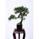 High Density Bonsai Pine Tree Silk Real Touch Wonderful Decoration Artisan Detailed