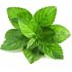 High Concentrated Mint Flavor For Vape Juice