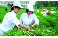 Florist Chrysanthemum flourishes in Xiuning