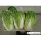 Big Size All Season Cabbage , Organic Napa Cabbage Japan Standard Own Bases