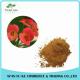 High Quality Crown Of Thorns Extract Powder10:1 20:1