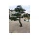 Real Wood 1m Artificial Pine Trees Hotel Decoration