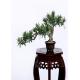 Buddhist Bonsai Pine Tree 25*52cm No Watering Trimming Timeless Beauty