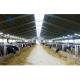 Improved Productivity Prefab Steel Structure Dairy Cow Shed Farm