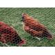 PVC Coated Galvanized Chicken Wire Mesh 0.5-5.0mm Wire gauge Free Sample