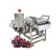 Commercial fruit washing and draying processing line Multi-function Cilantro Bubble Cleaning Tomato Washing Machine