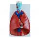 Respiratory System 7- Part Human Lung Model For Medical Display